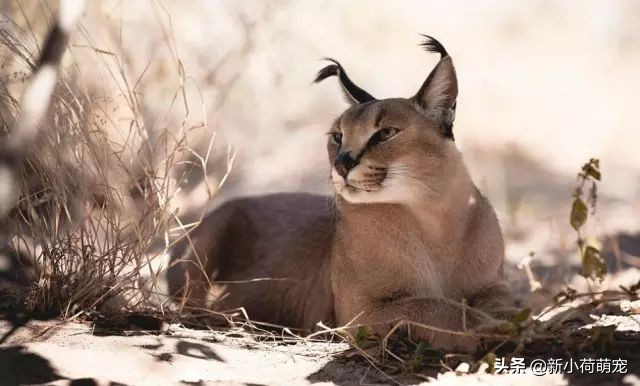 打开手机就是猫猫狗狗？我想你需要这7个“新鲜有趣”提提神