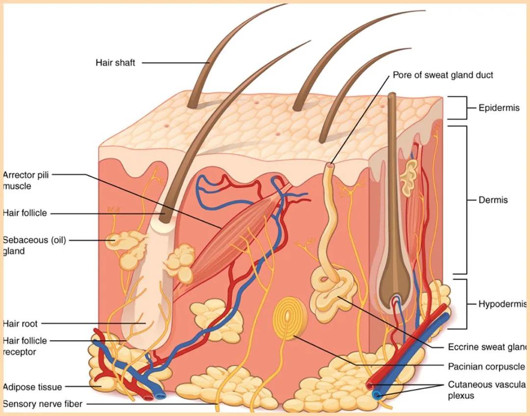 毛孔已经很大了,毛孔越来越大还长痘