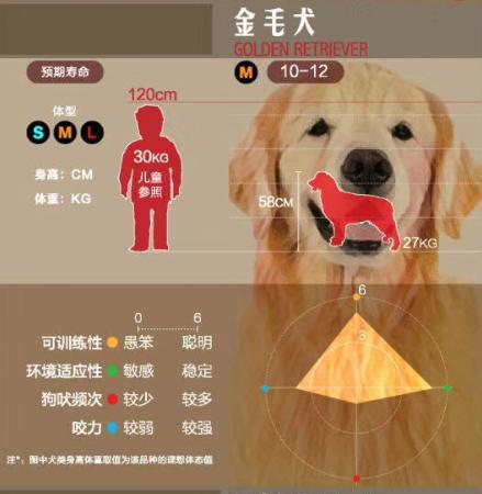 狗狗大讲堂,狗狗们上课去学校