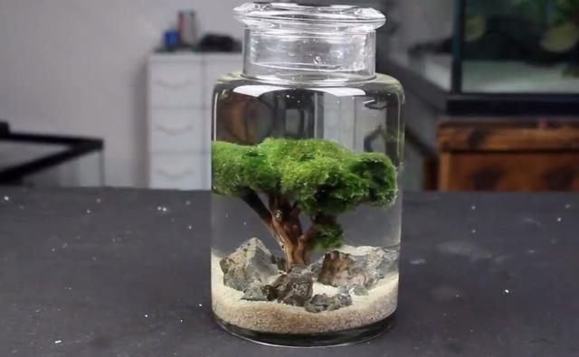 莫斯树到底好不好,莫斯树是什么