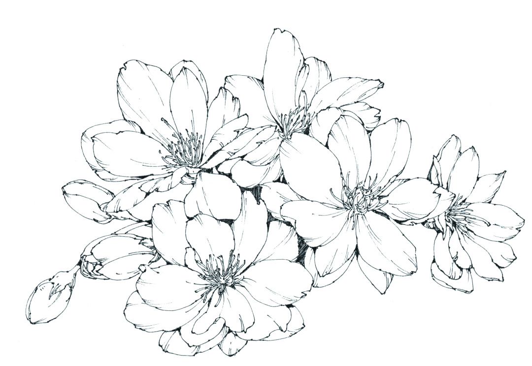 春日写生浪漫樱花,春季樱花写生季