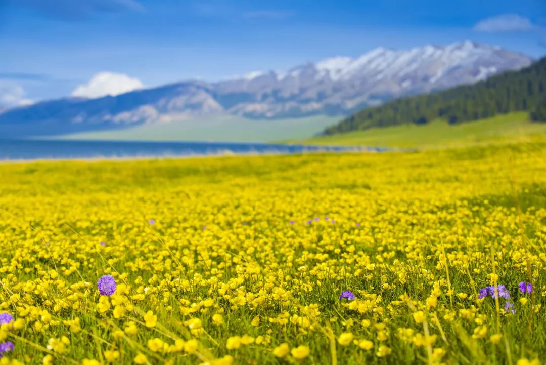 六月的北疆哪些地方值得去,六月的北疆解说
