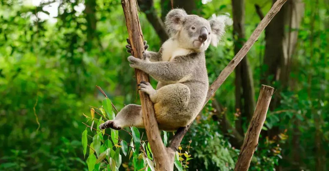 带小婴儿长隆动物园游玩攻略,亲子游玩广州熊猫酒店长隆攻略