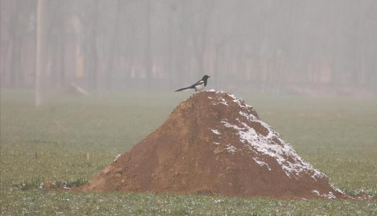 南宋奇闻:六旬官僚老风流,踏春寻艳竟遇痴狐!一曲弱女子的悲歌