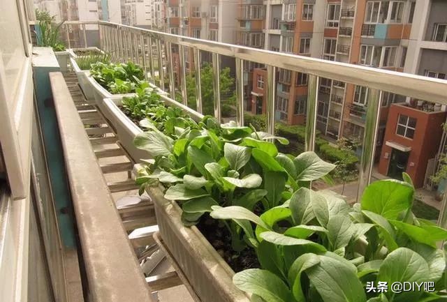 阳台小菜园手把手教你阳台种菜,阳台怎么种菜才能让菜长得肥沃