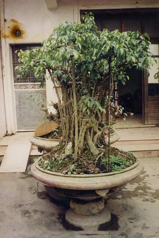 越南大叔创造盆景,越南小伙千万盆景