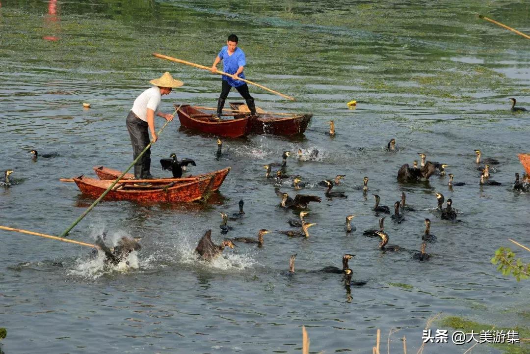 浍沟镇鸬鹚文化节,灵璧鸬鹚捕鱼节