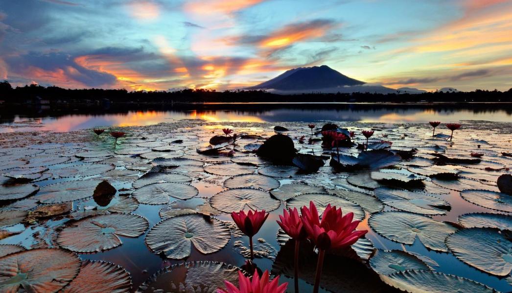 观察鹦鹉的作文300字,观察虎皮鹦鹉作文