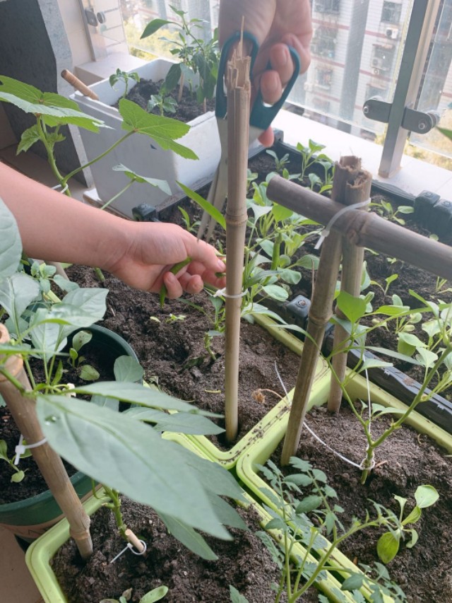 背阴阳台设计,收获展板