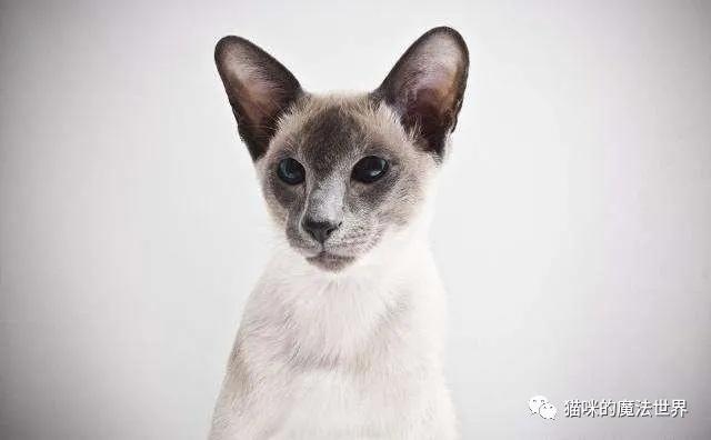 猫咪品种大盘点3:暹罗猫