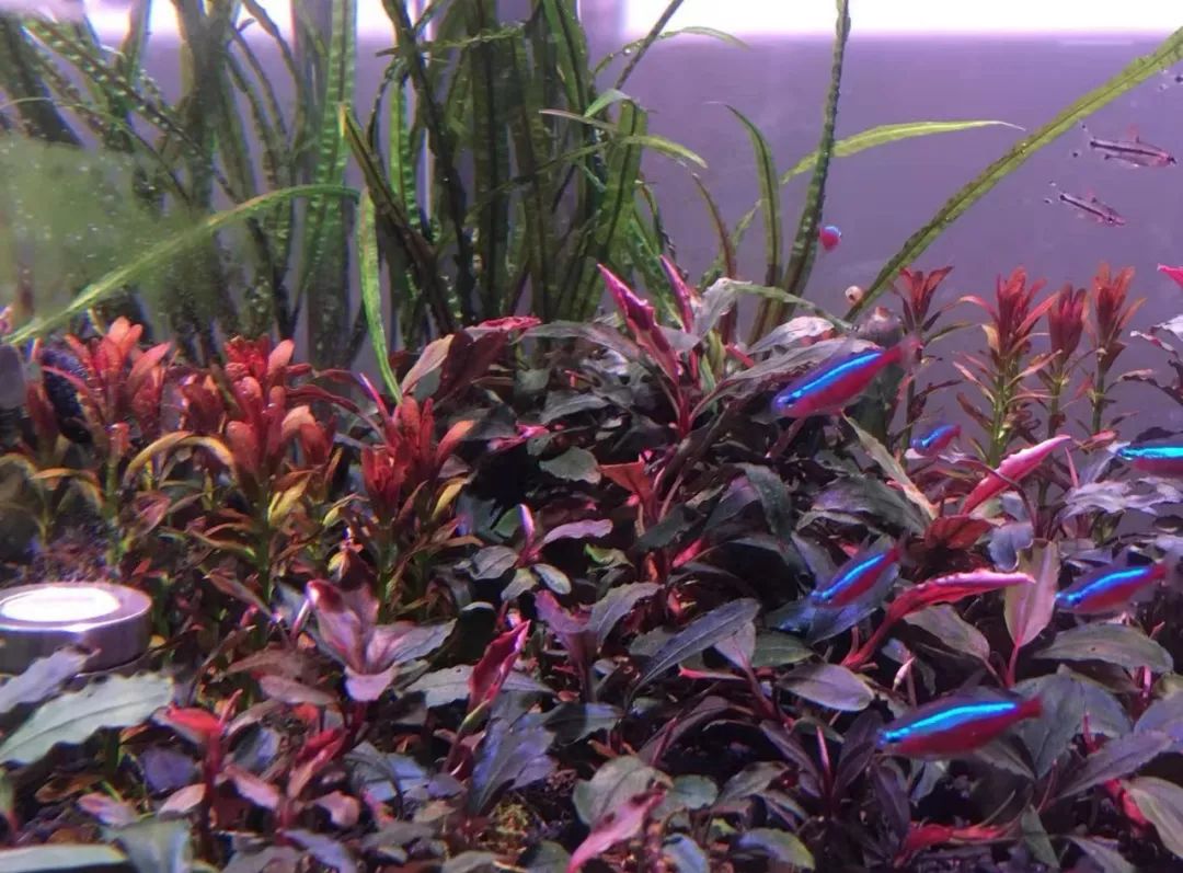 草缸洞穴造景怎么做,草缸自己动手布置