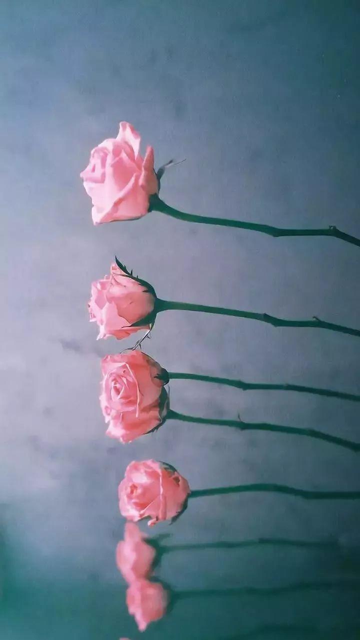 老虎壁纸超清4k手机壁纸iphone,iphone壁纸4k佛像壁纸