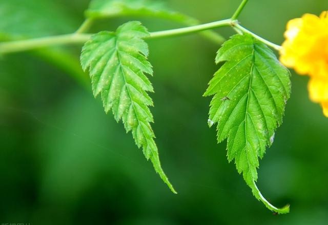 有缘的人,一眼倾心就书写了相思漫卷的爱意