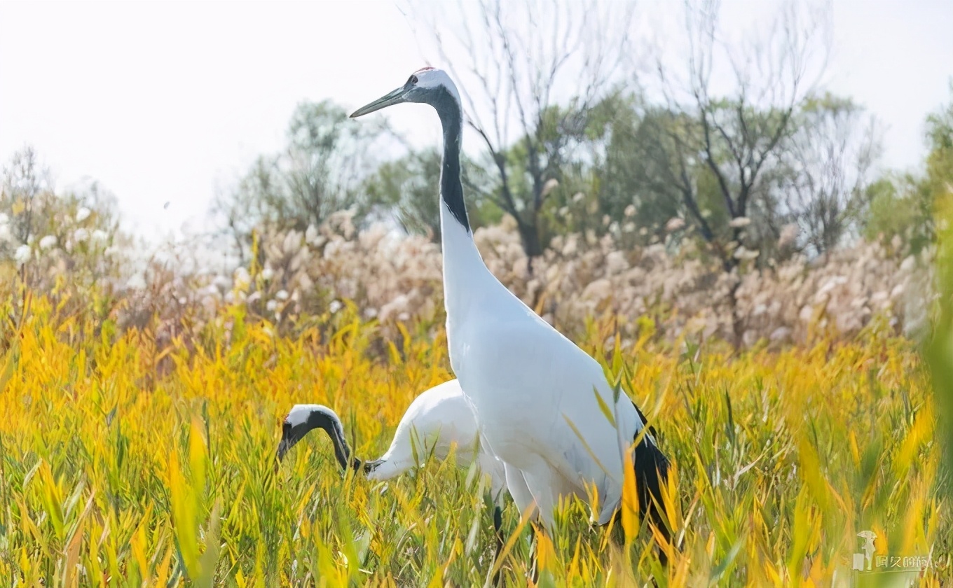 山东这两座小城，集齐了所有令人向往的美景，超级适合自驾！