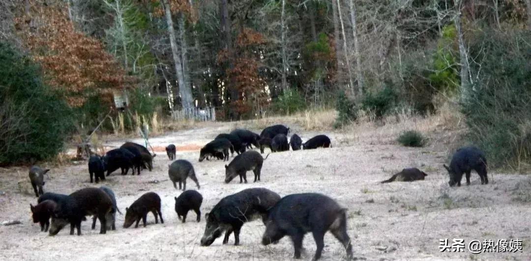 打猎高手被打脸:误把家猪当成野猪打!夏季热像仪狩猎指南