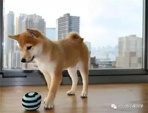 哪里能买到纯的柴犬,哪里可以买到正宗的柴犬