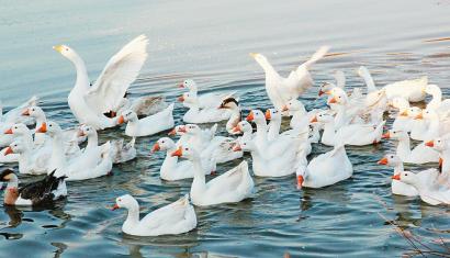 养鹅人的创业故事,养鹅的亲身经验