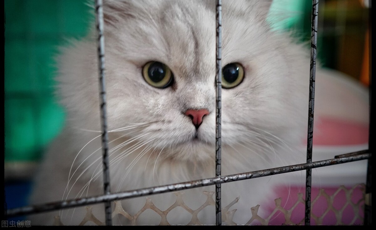 脸上长了猫癣的疤怎么办,脸上会被传染猫癣么