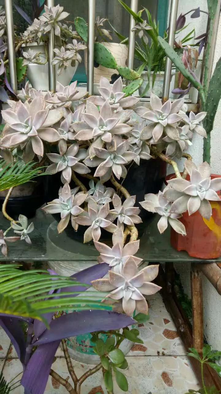 苏州购房心得,我在苏州购房历程记录