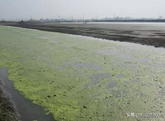 对虾池的青苔怎样处理,虾塘放石灰后死虾怎么处理
