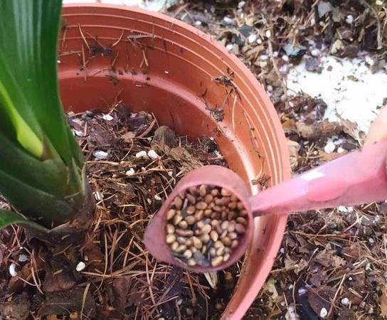 买花浪费钱吗,买花省钱小妙招