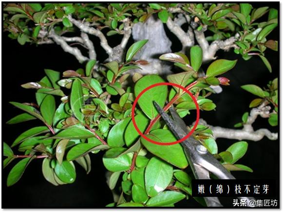 “选芽与摘芽”盆景树形稳定一半都靠它，盆景耐心与细心的试练