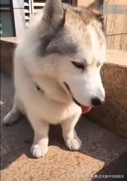 1500块钱买一只哈士奇,网购哈士奇5元一只