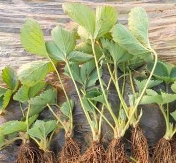 草莓弱苗花果期怎样管理,草莓带花带果种植缓苗需要几天