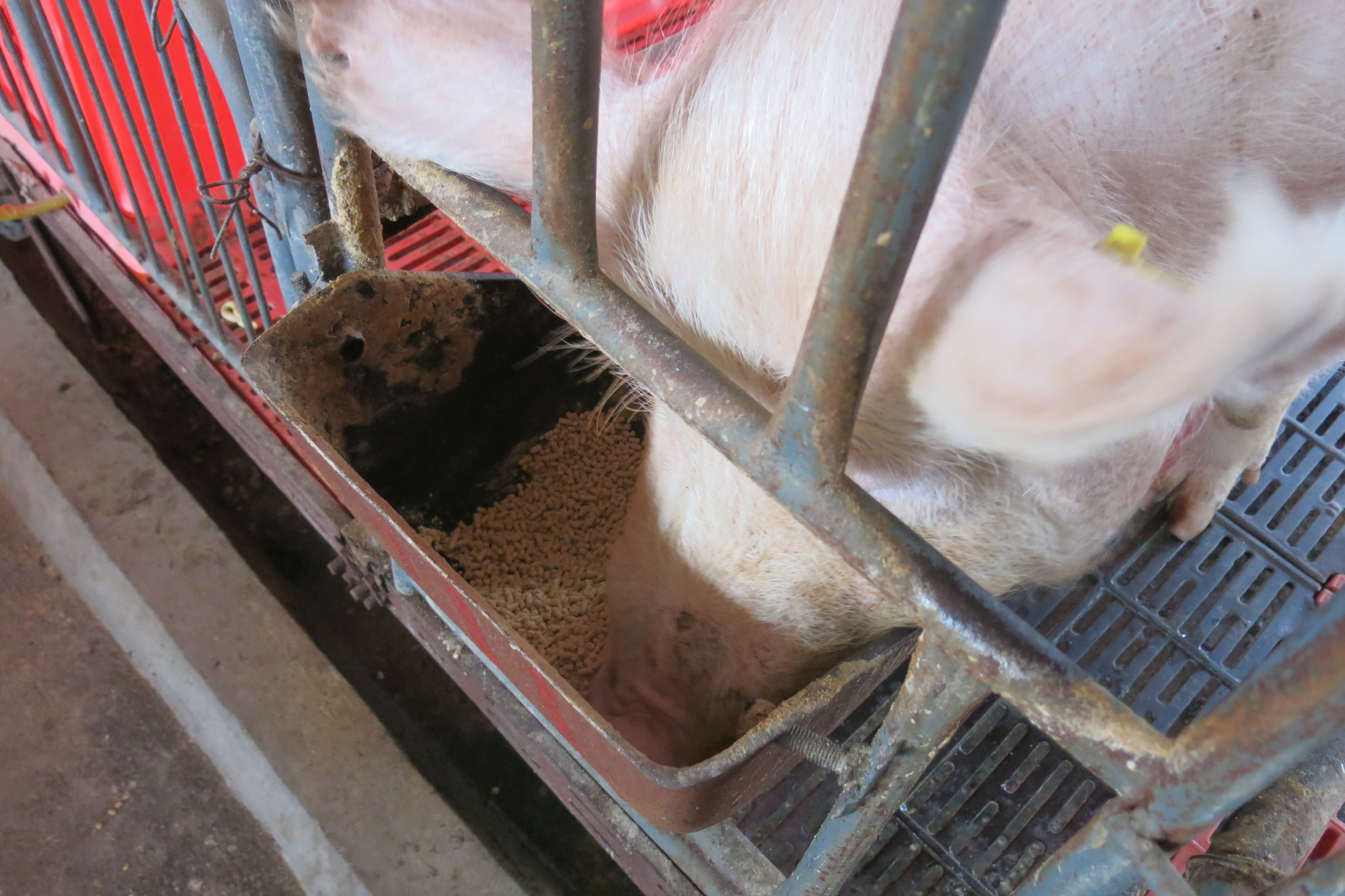 泌乳方法,泌乳的手法