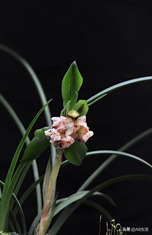 中国兰花名品录,春兰兰花名品大全