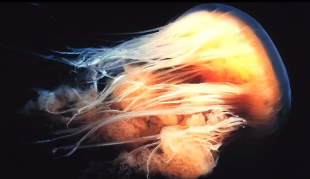 有些水母带有剧毒吗,有一种水母触手很长有毒