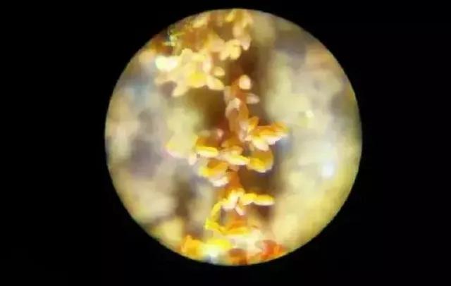 儿童显微镜下的微观世界,便携式儿童显微镜萌趣多