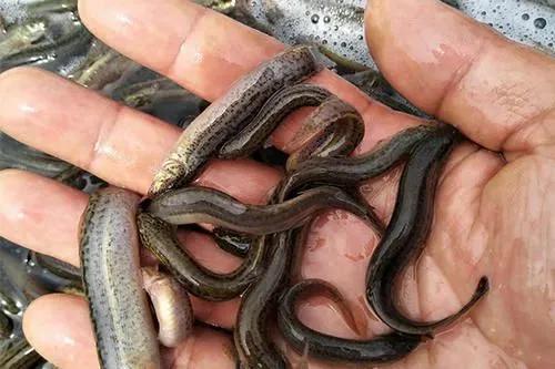 室内养殖十大赚钱项目,养殖最赚钱项目