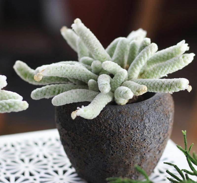 多肉银蚕值钱吗,多肉植物银蚕类品种介绍