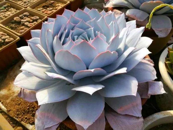 100种常见多肉的养法图片大全,60种好度夏的多肉植物