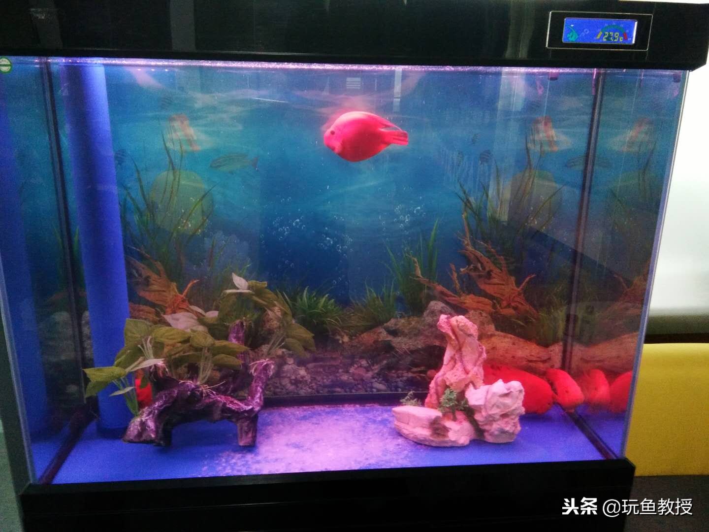 鱼缸里加盐孔雀鱼死了,鱼缸加盐会杀死绿藻吗