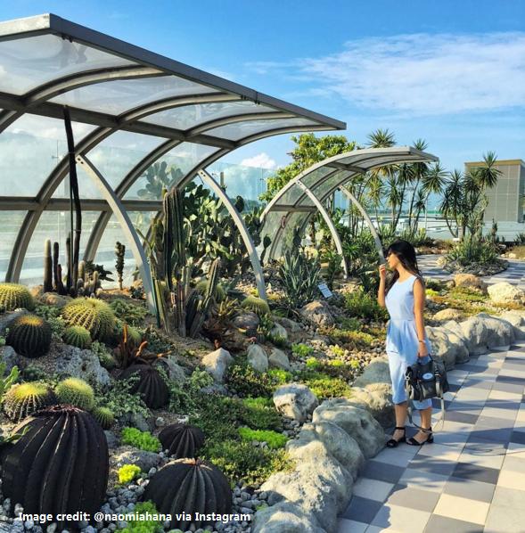 新加坡夺冠,新加坡获奥运游泳冠军