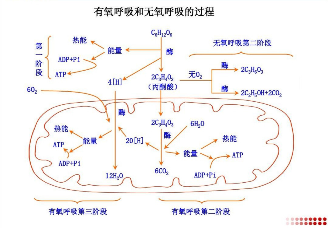 人类科技发达却造不出一个细胞,人类再过200年能造出一个细胞吗
