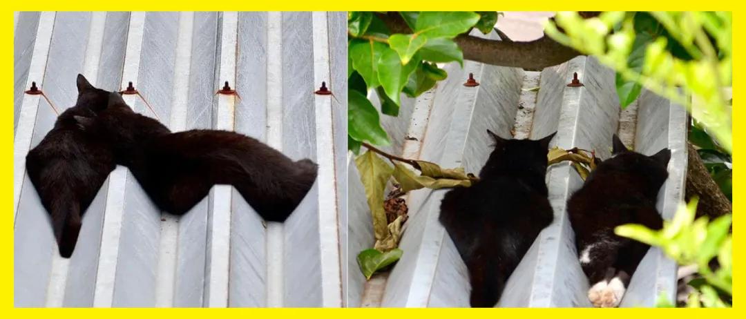 猫咪在屋顶视频,猫咪在屋顶的视频