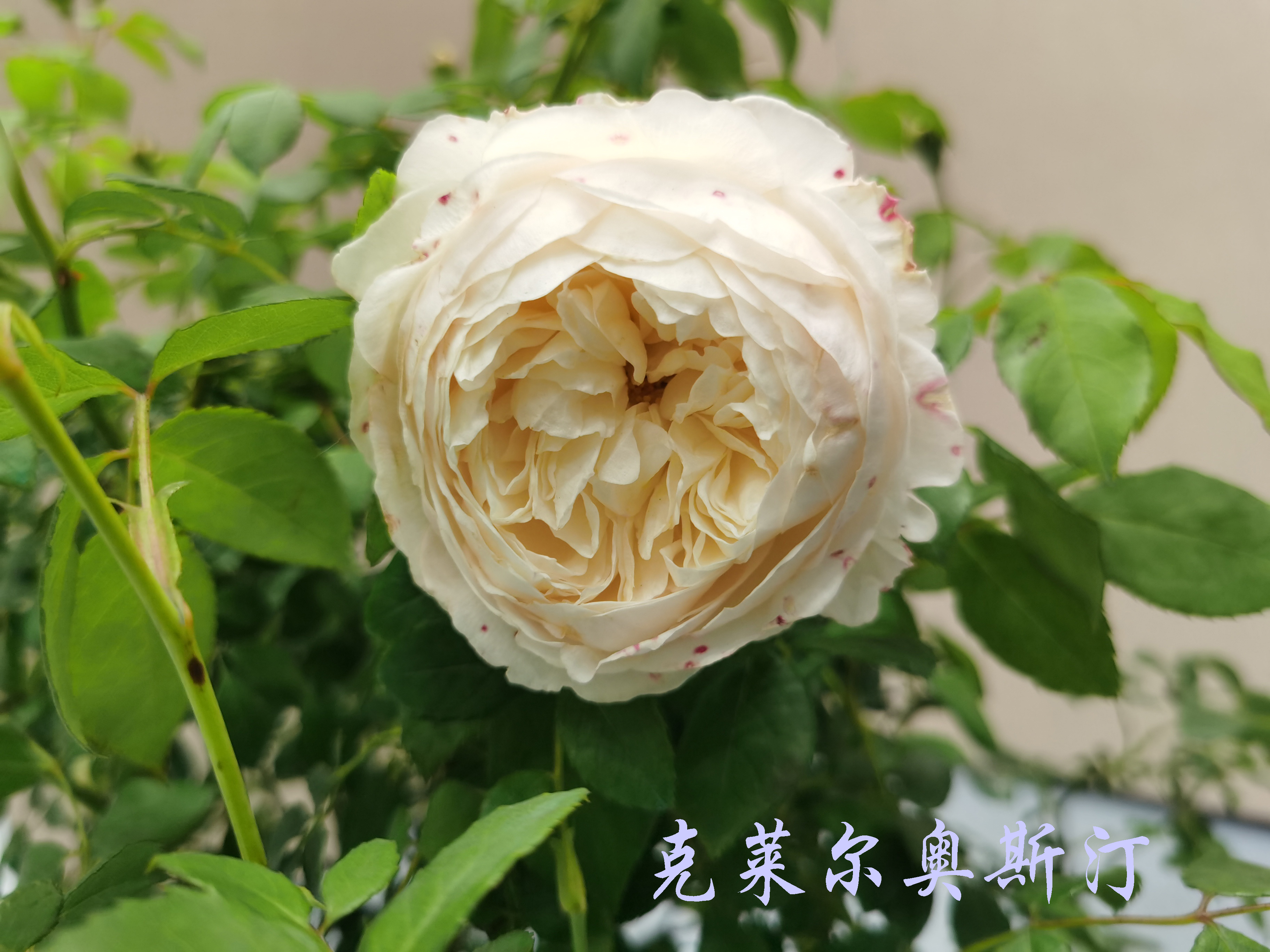 大兴月季园的月季有多少种,北京最大的月季基地在哪