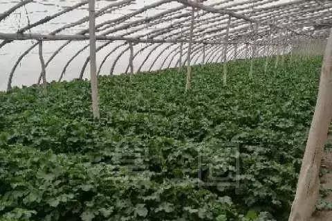 NO.835：阿克苏本地求职招聘、出租转让、农林牧副渔…信息大全！