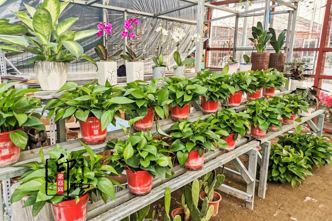 商丘花鸟批发基地,商丘花鸟市场地址