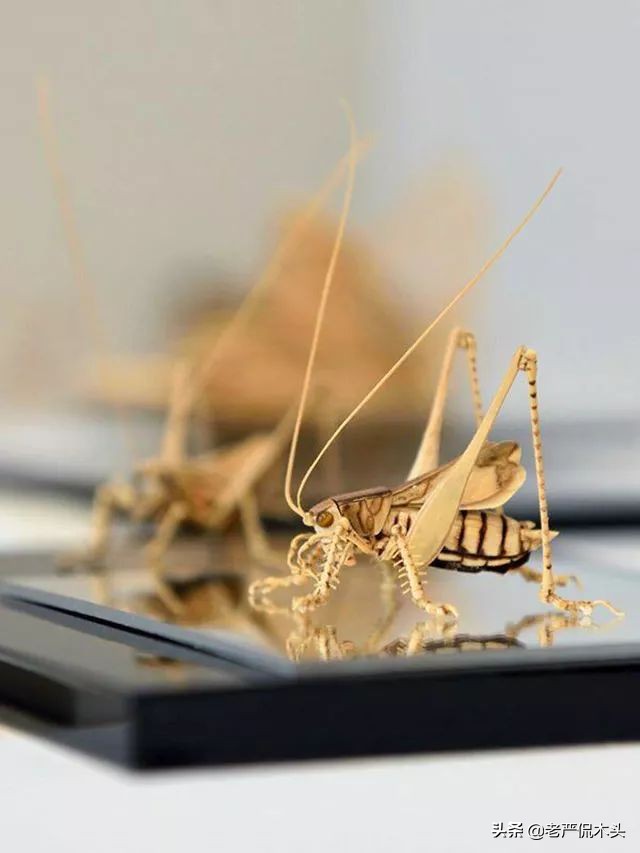 昆虫标本树脂竹节虫,昆虫标本制作竹节虫