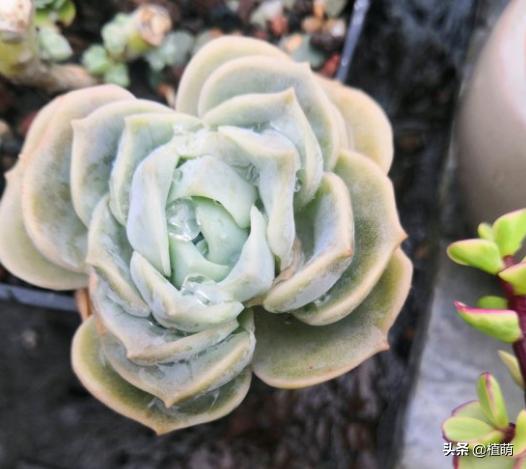 多肉夏天易腐品种,多肉黑霉什么样