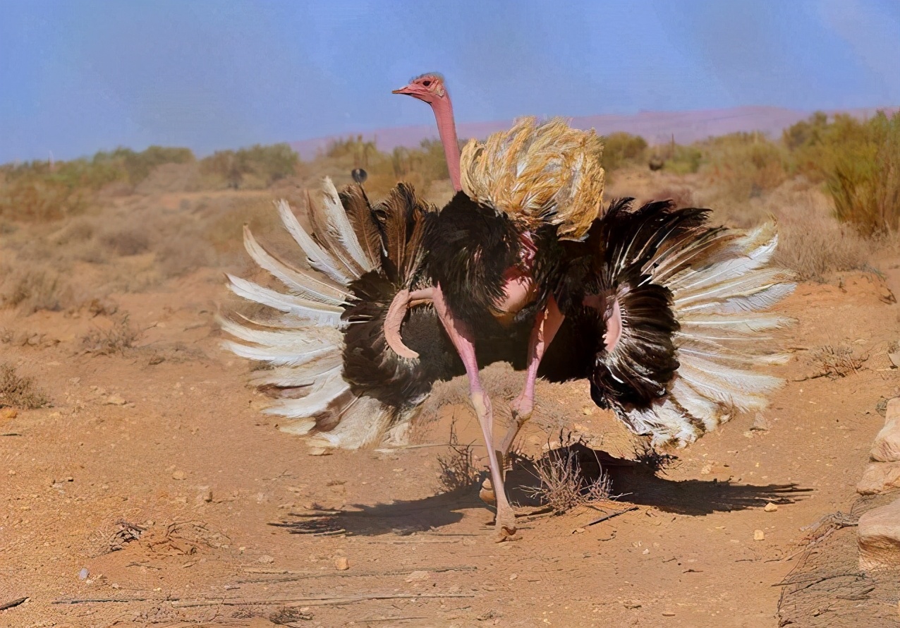 鸵鸟遇到危险为什么把头埋到土里,鸵鸟遇到危险时是怎么躲避的