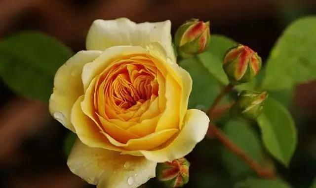 每天学习一点点各种花代表的花语,每天学习一朵花知识