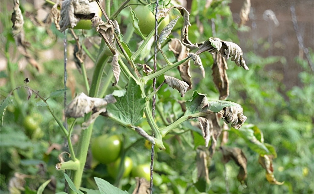 万稼能银离子,万稼能杀菌剂是治疗还是防治
