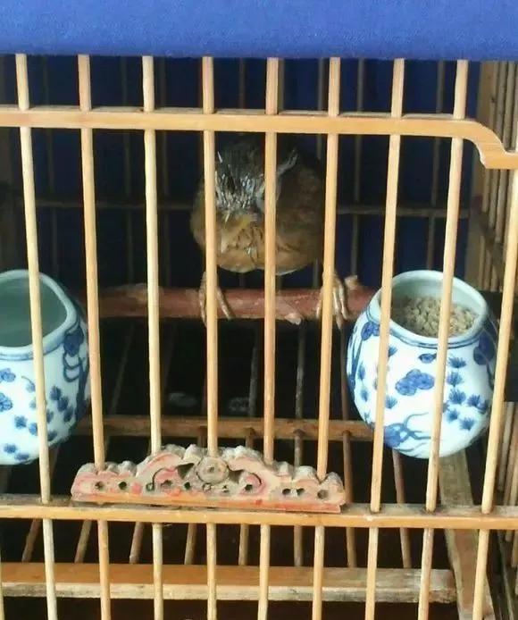 画眉鸟撞笼怎么办,新画眉鸟撞笼的正确方法