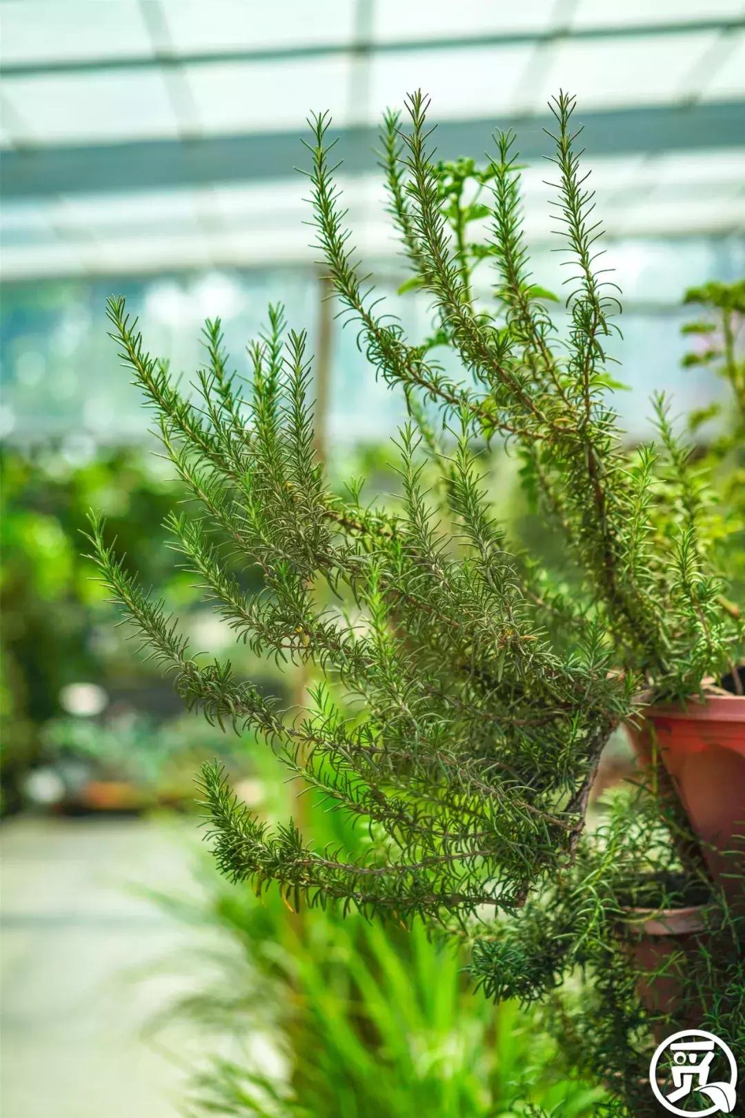 深圳「废弃染布厂」变废为宝，化身“湖畔花园”美若世外桃源！