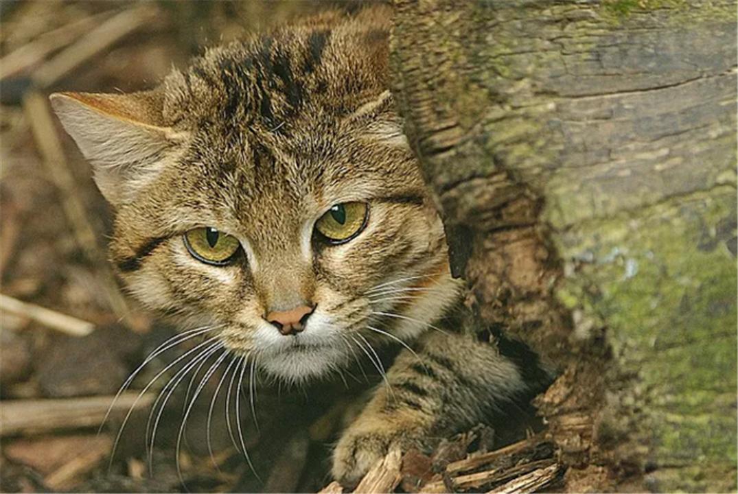 非洲最小的猫，猫科捕猎效率最高的“杀戮机器”，被全世界禁养